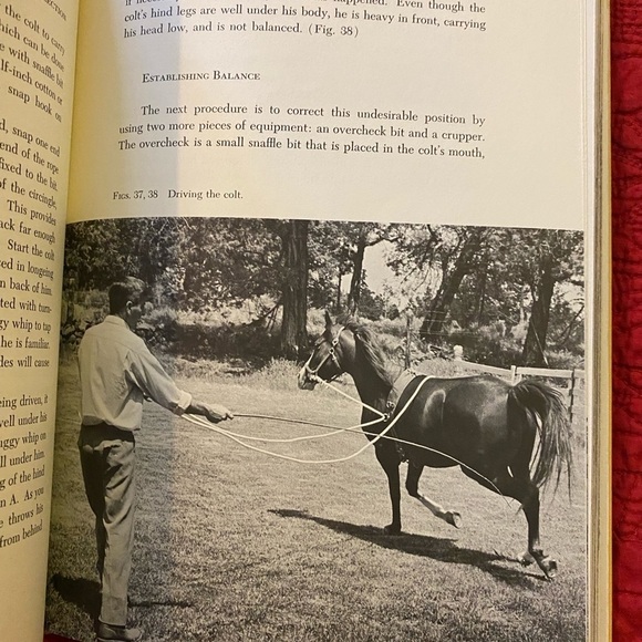 Horse Book 📕 - Picture 7 of 12